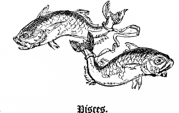 Рыбы на белом фоне