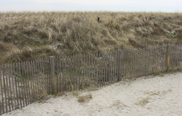 Найди кота на пляже у моря