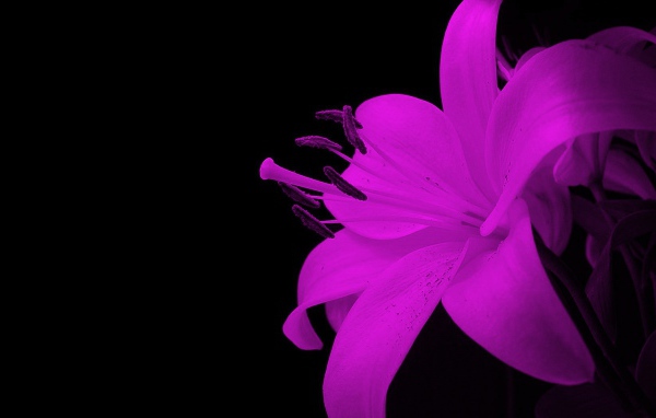 Эффектный цветок