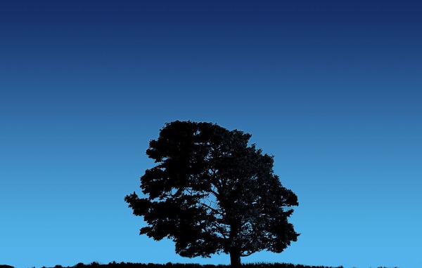 Дерево на фоне неба