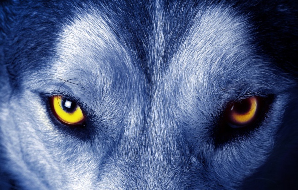 Звериный взгляд