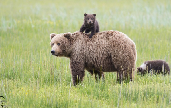 Mедведица и медвежонок на траве