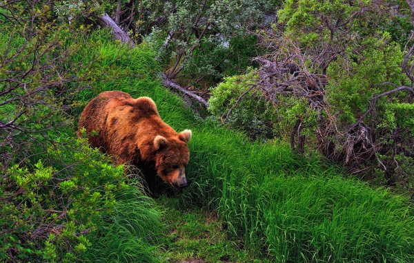Медведь в лесу