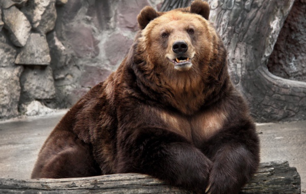 Медведь в зоопарке