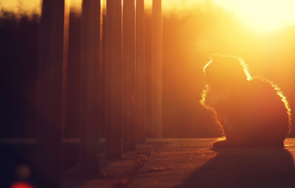 Кошка на закате