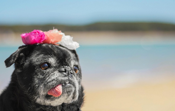 Корона из цветов у собаки