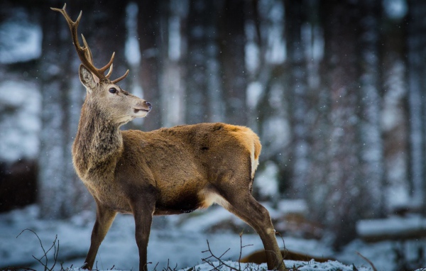 Oлень в зимнем лесу