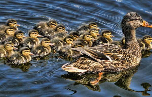 Утка с выводком