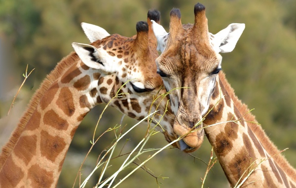 Мордочки пары жирафов
