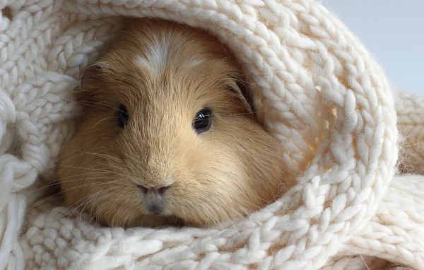 Забавный хомяк