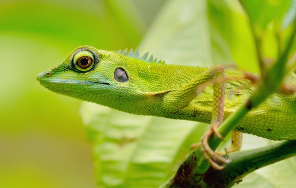 Зеленый зверь в джунглях