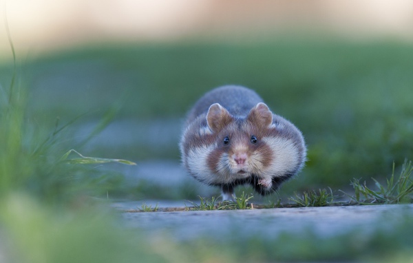 Хомяк бежит по траве