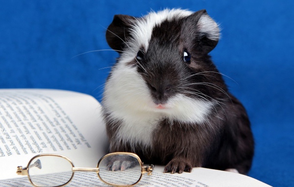 Хомячок с книгой 