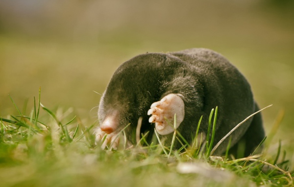 Kрот в лучах солнца