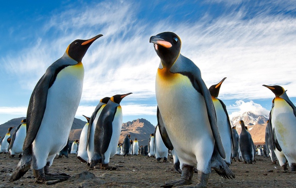 Пингвины в Арктике