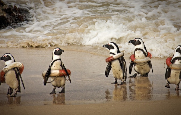 Cпасатели на льду