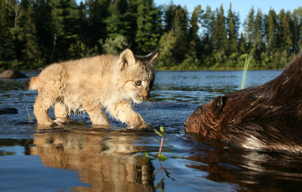 Рысенок знакомится с бобром