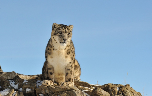 Грустное животное