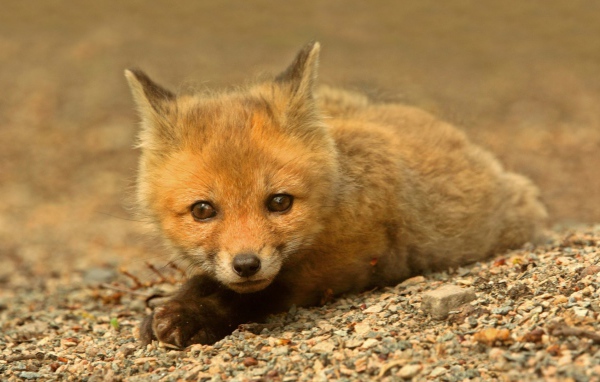 Маленький зверек