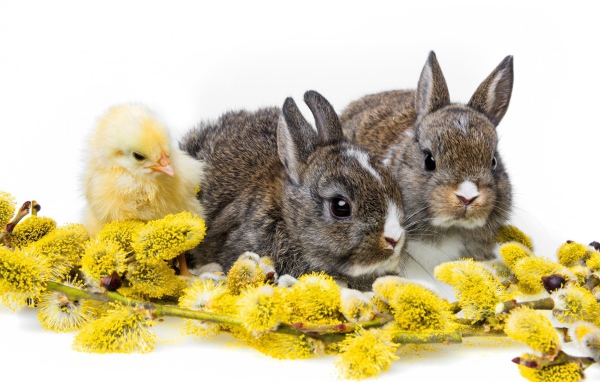 Два кролика и цыпленок