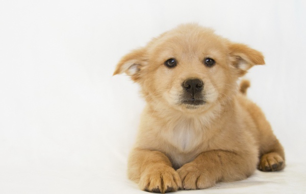 Белый щенок