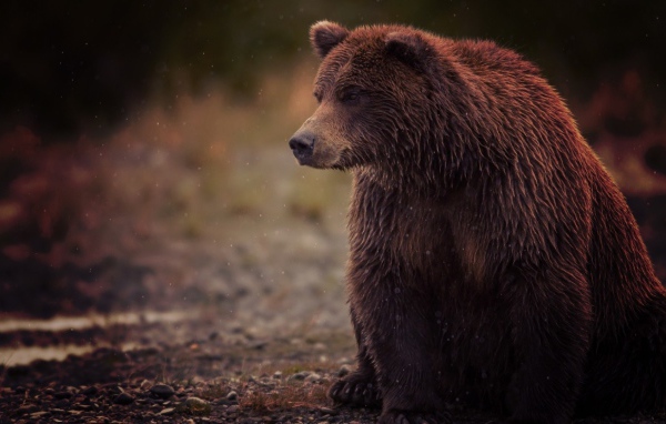 Медведь и туман