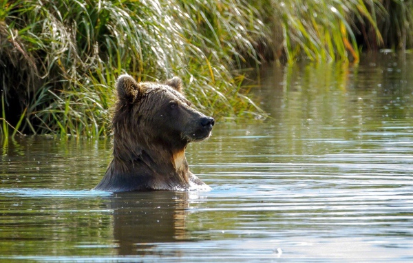 Медведь в воде