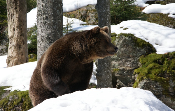 Медведь проснулся весной