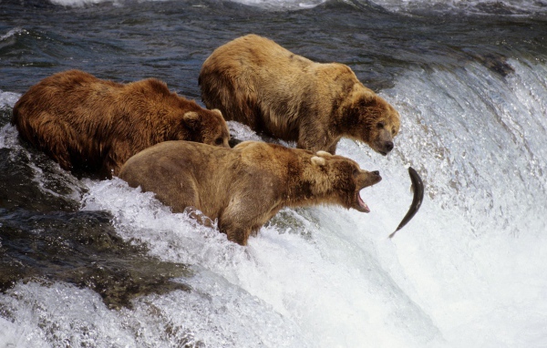 Коричневые медведи на Аляске