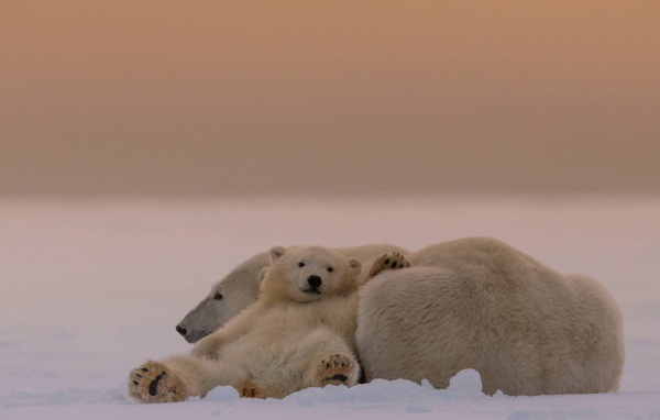 Белые медведи на снегу