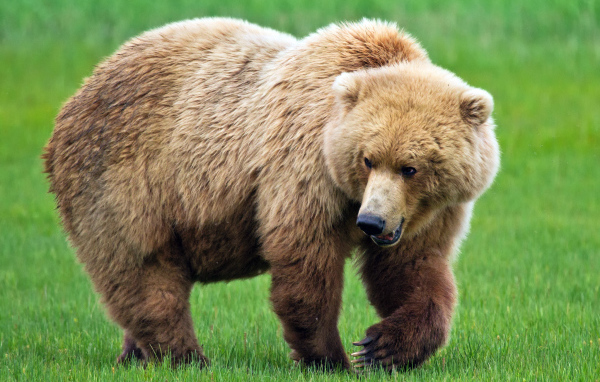 Медведь идет по траве