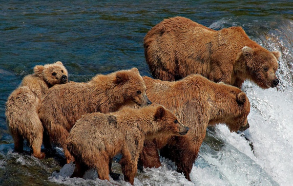 Семья медведей на рыбалке
