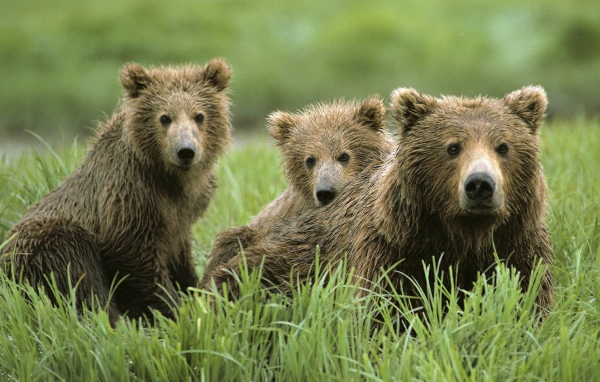 Семья бурых медведей