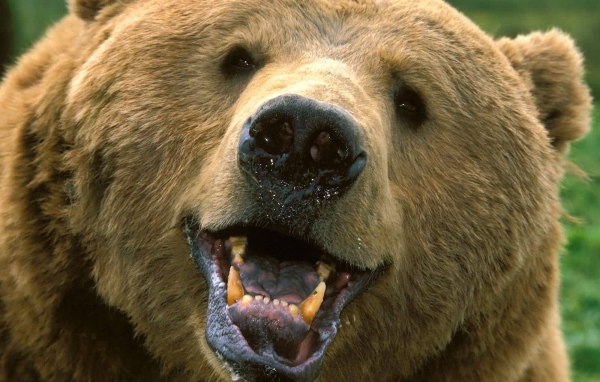 Взгляд медведя