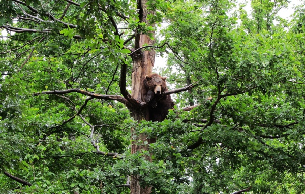 Медведь сидит на дереве