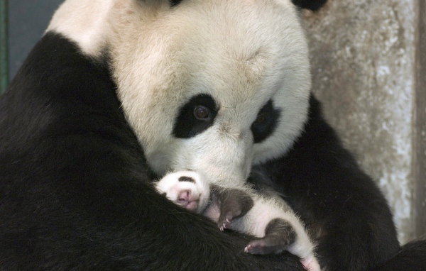 Панда с детенышем