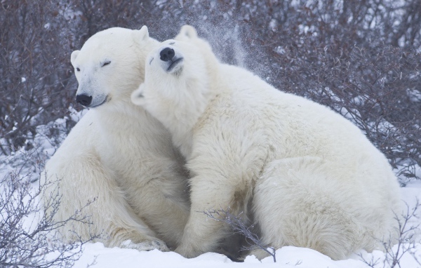 Белые медведи на снегу