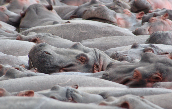 Стадо бегемотов