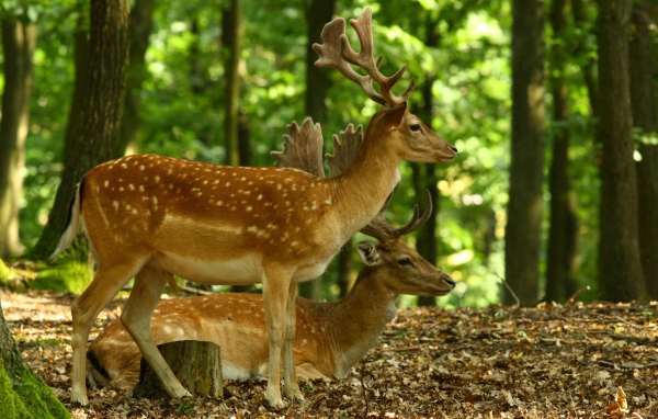 Олени в лесу