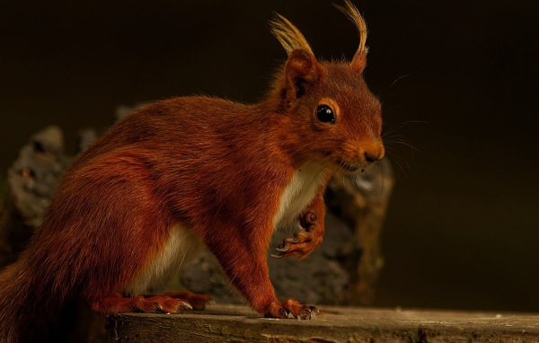 Забавная белка