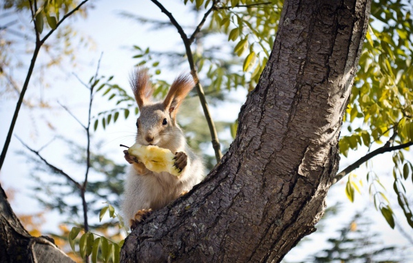 Белочка ест грушу