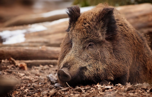 Дикий кабан