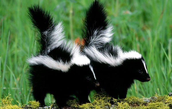 Два скунса гуляют на природе