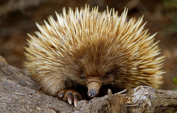 Ехидна из южной Австралии
