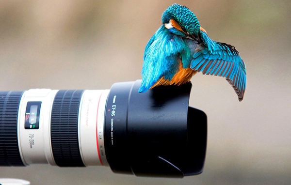 Птица сидит на объективе