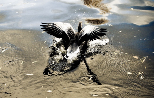 Птица взлетает с воды