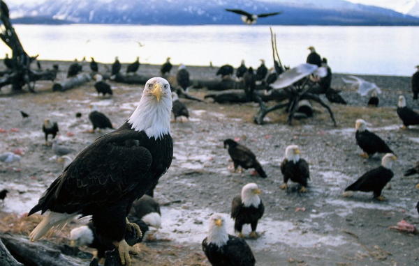 Стая белоголовых орлов