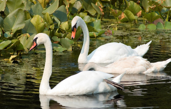 Пара лебедей на реке