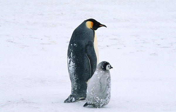 Жизнь арктических пингвинов