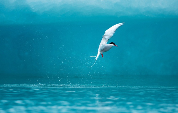 Полярная крачка